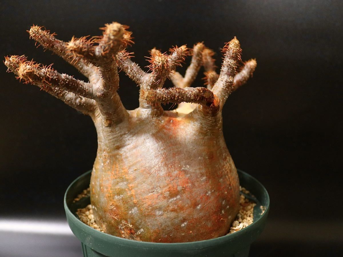 赤肌 超大型 良型 パキポディウム グラキリス Pachypodium Gracilius