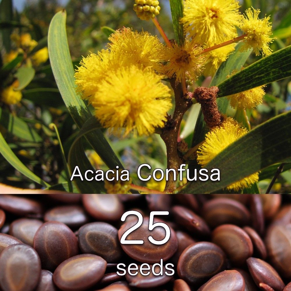 Acacia Confusa 種子 25粒+|Yahoo!フリマ(旧PayPayフリマ) Acacia Confusa 種子 25粒+|Yahoo!フリマ(旧PayPayフリマ)