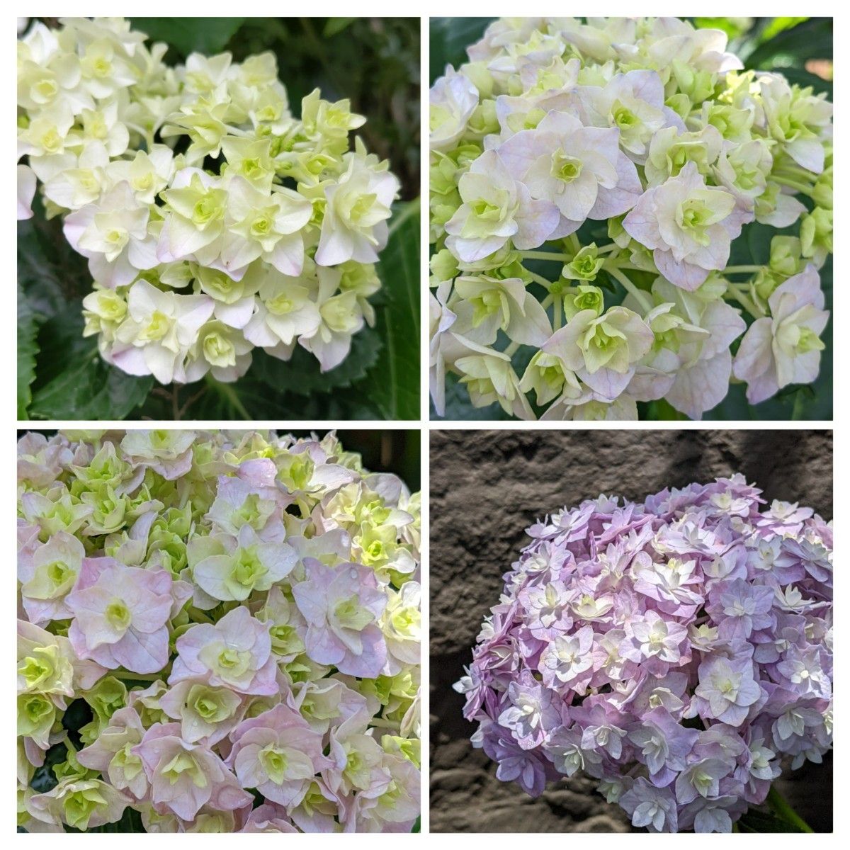 八重咲き 紫陽花 白→紫へ変化 挿し穂(2節) 3本 挿し木 挿し芽 アジサイ 紫陽花 縁が白の紫色のアジサイ 挿し穂3本