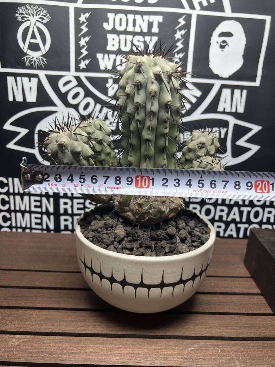 Copiapoa cinerea コピアポア シネレア 黒王丸 6頭 群生 VALIEM