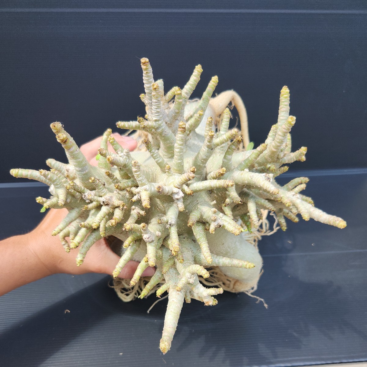 アデニウム☆アラビカム特大極上たこ足株!!2 | perkebunan.sariagri.id