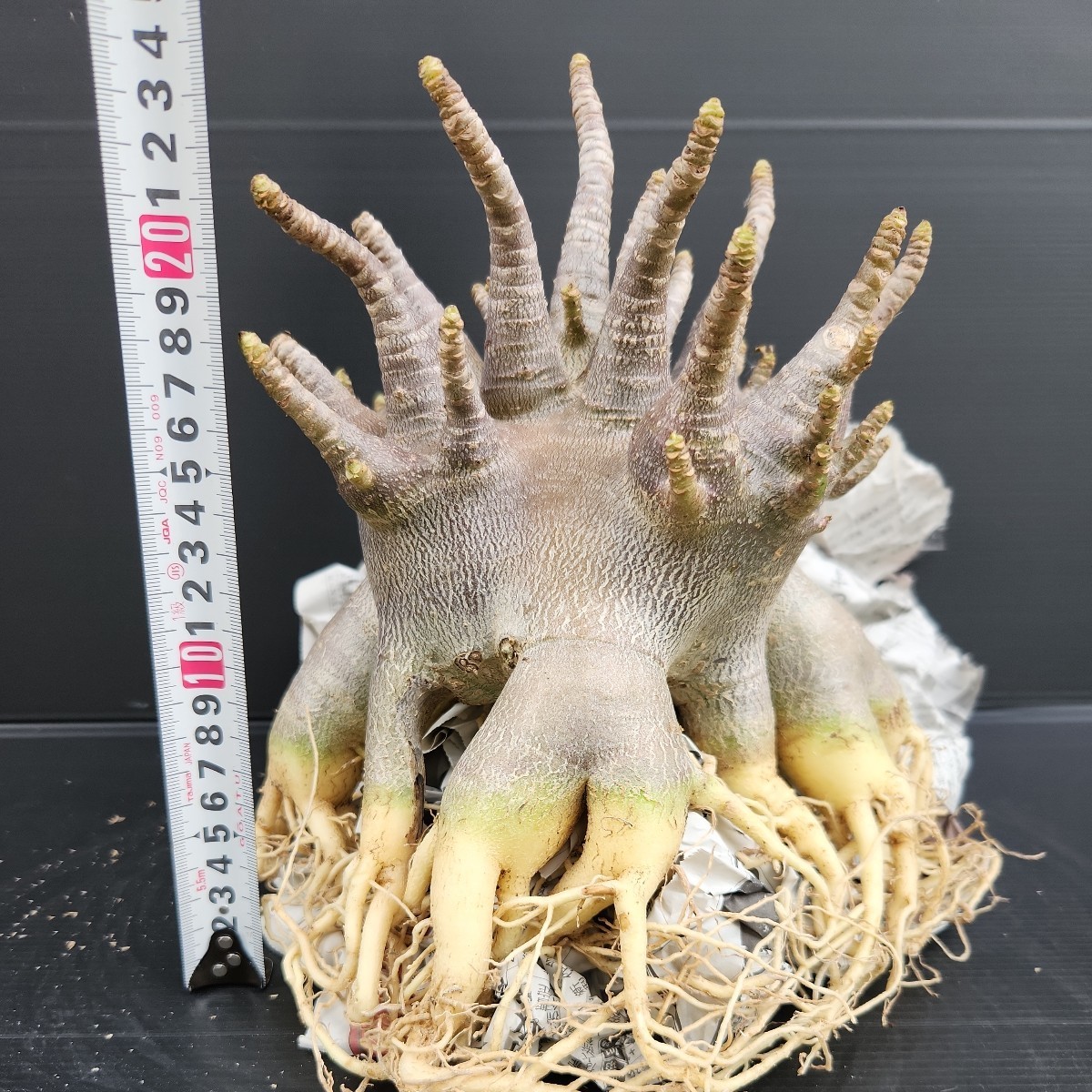 ヤフオク! - アデニウム☆アラビカム特大極上たこ足株!!4