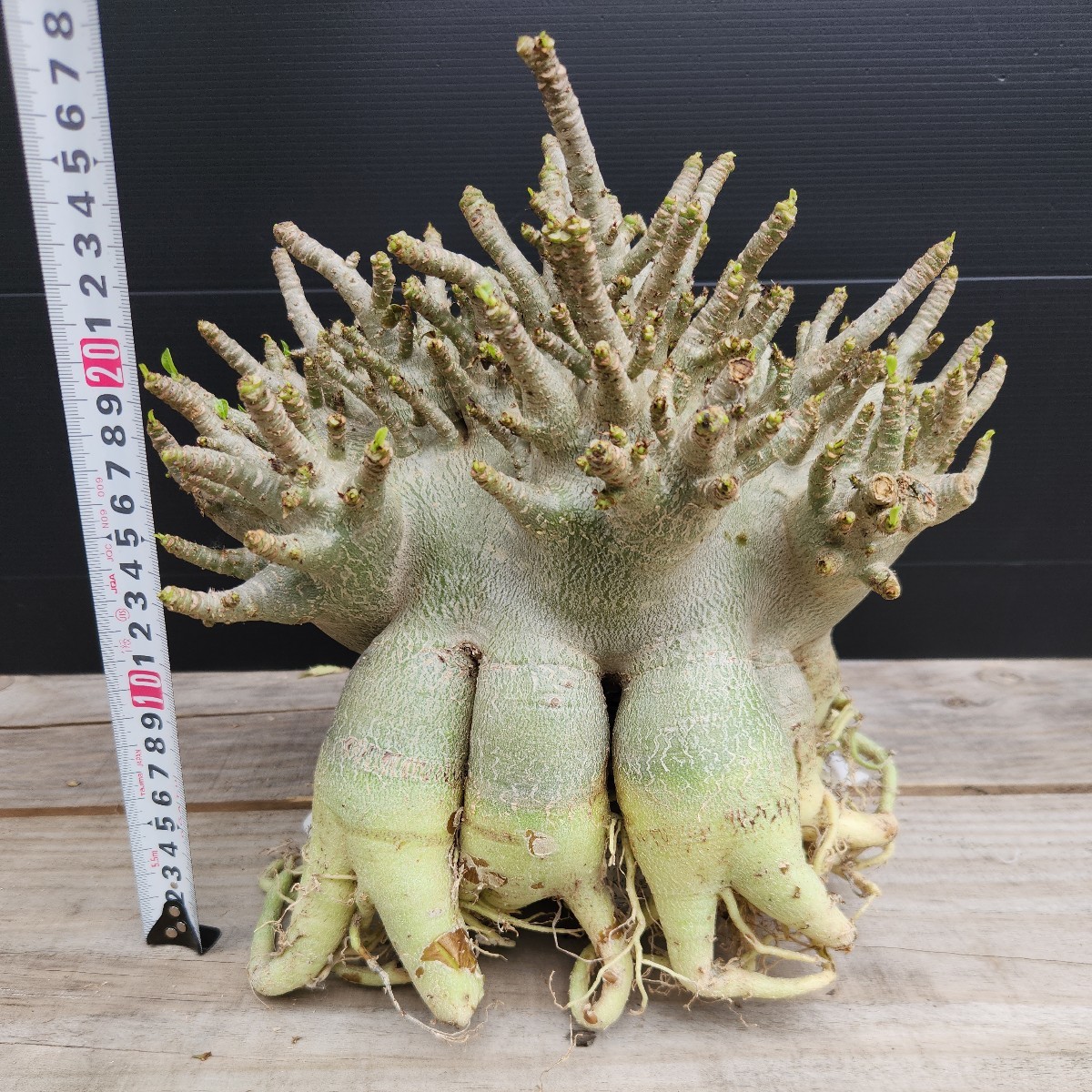アデニウム☆アラビカム特大極上たこ足株!3(観葉植物)|売買された