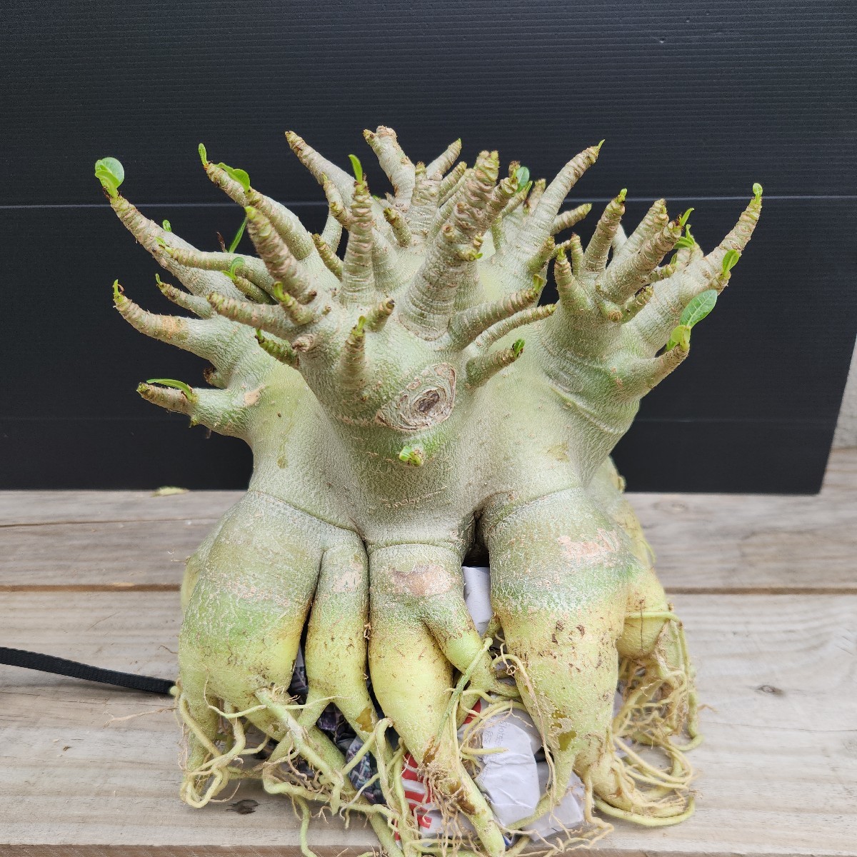 アデニウム☆アラビカム特大極上たこ足株!4(観葉植物)|売買された