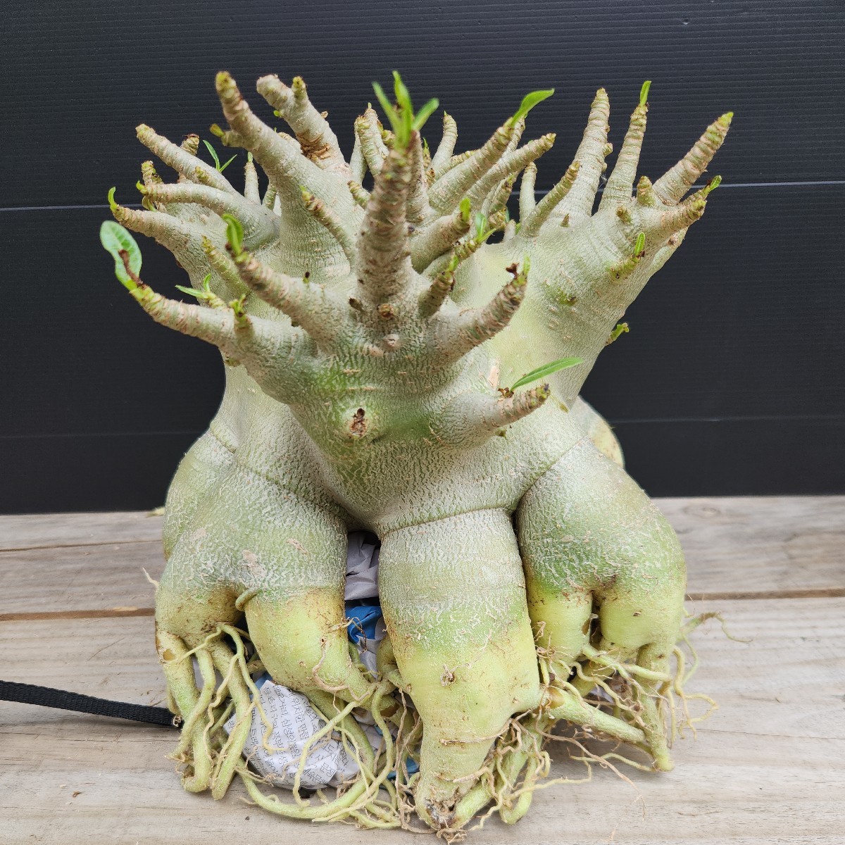 アデニウム☆アラビカム特大極上たこ足株!4(観葉植物)|売買された