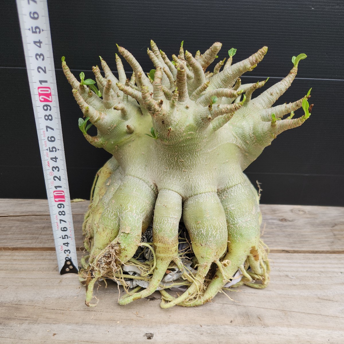 アデニウム☆アラビカム特大極上たこ足株!4(観葉植物)|売買された