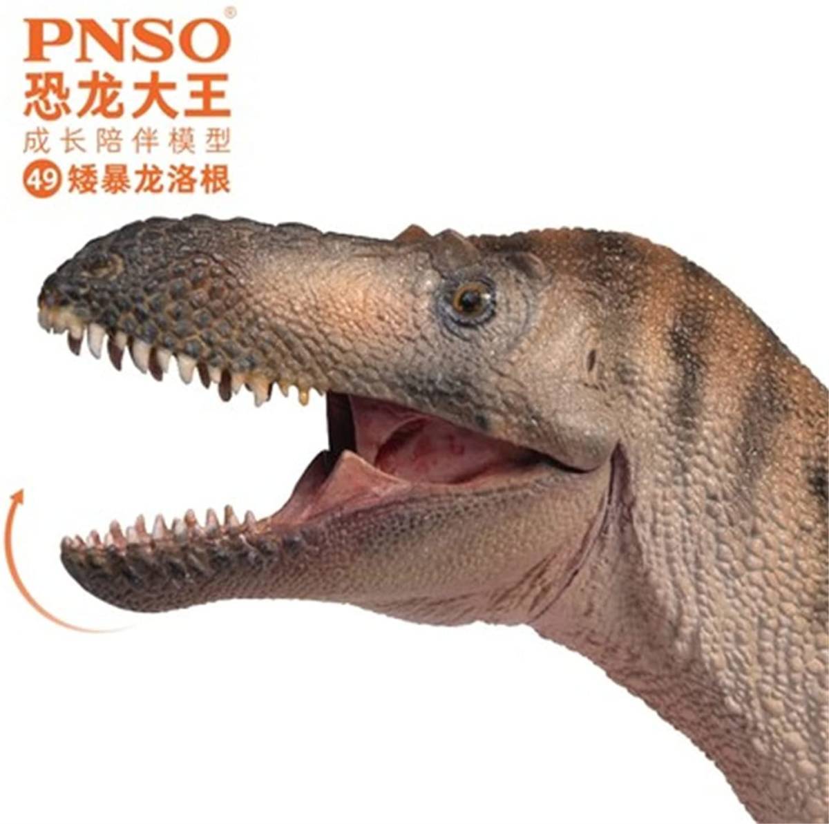 PNSO 成長シリーズ 49 ナノティラヌス ティラノサウルス類 恐竜 動物 リアル フィギュア PVC おもちゃ恐竜好き 誕生日 プレゼント 17cm級_画像4