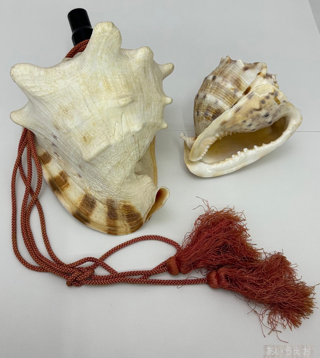 貝笛 全長28㎝ トウカムリ 吹き口付き 赤紐 貝14cm 2点セット 和楽器 楽器 呼笛 置物（札）