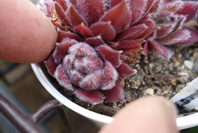 ひとつ】センペルビウム ピンクパフ(画像2指で挟んでる苗) 多肉植物