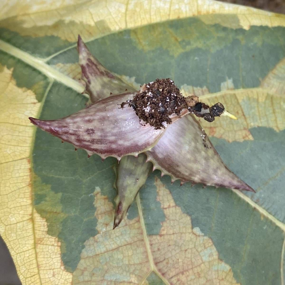 （２３−５７３）アロエ モスリレンシス Aloe mossurilensis, Mossuri district, Nampula prom., Northern Mozambique_画像2