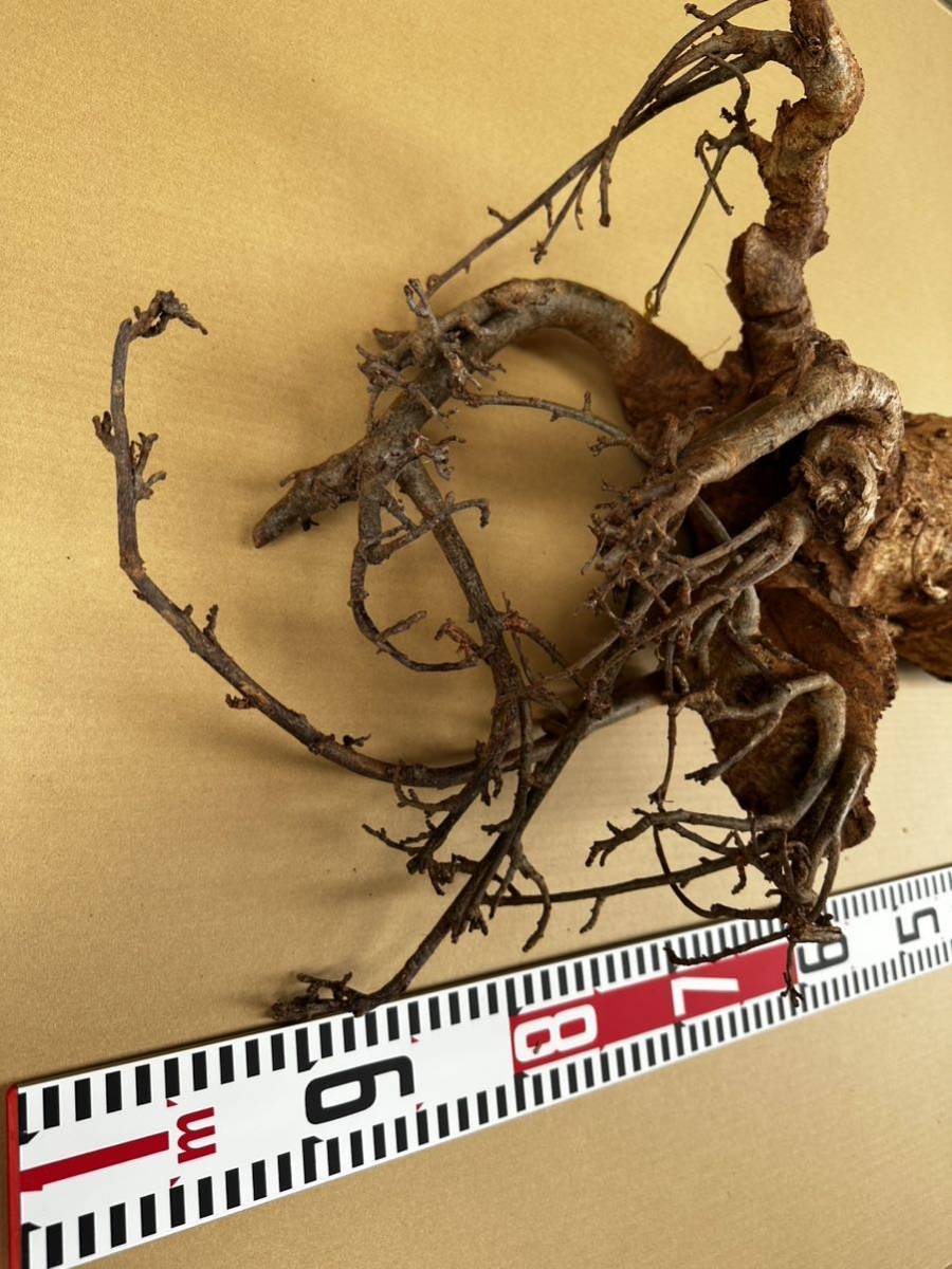  Adansonia digitata バオバブ アダンソニア ディキタータ 検(パキポディウム カタフ カペンシス パキプス ムランジーナの画像6