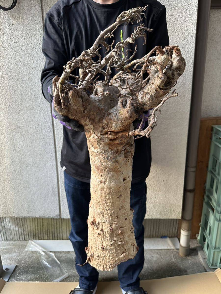  特大 Adansonia digitata バオバブ アダンソニア ディキタータ 検(パキポディウム カタフ カペンシス パキプス ムランジーナの画像2