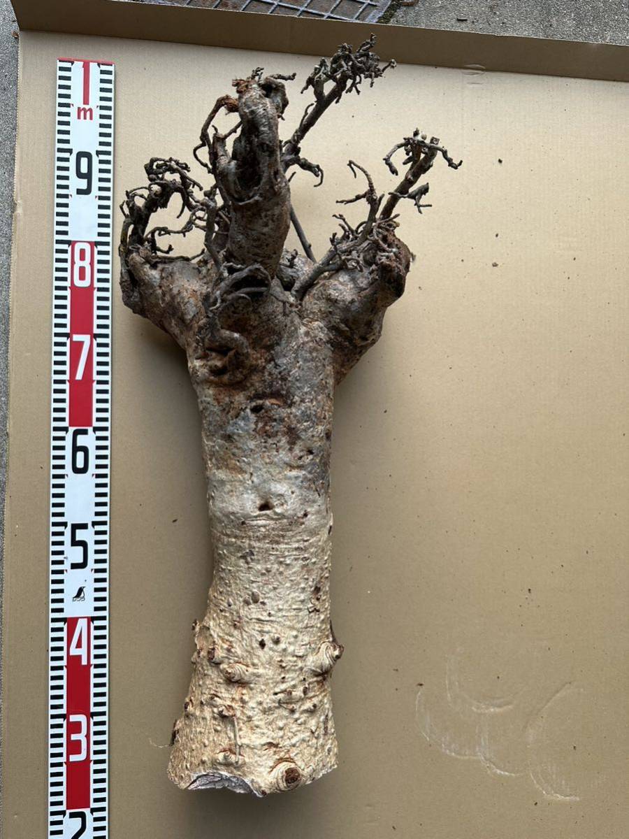  特大 Adansonia digitata バオバブ アダンソニア ディキタータ 検(パキポディウム カタフ カペンシス パキプス ムランジーナの画像6