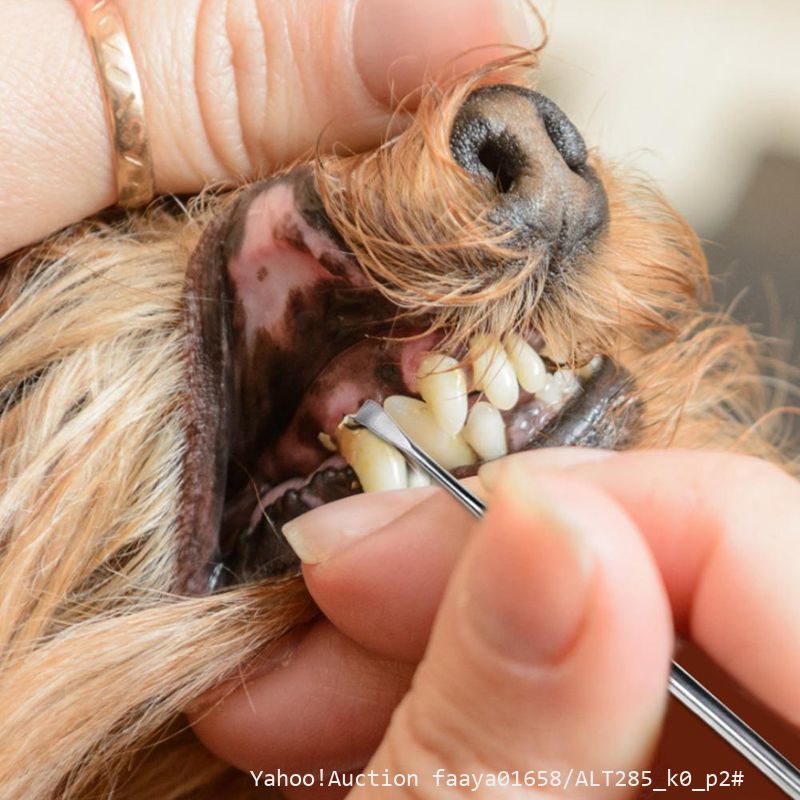 スケーラー 歯石取り ペット用 犬 猫 歯ブラシ 歯周病 虫歯 予防 ステンレス
