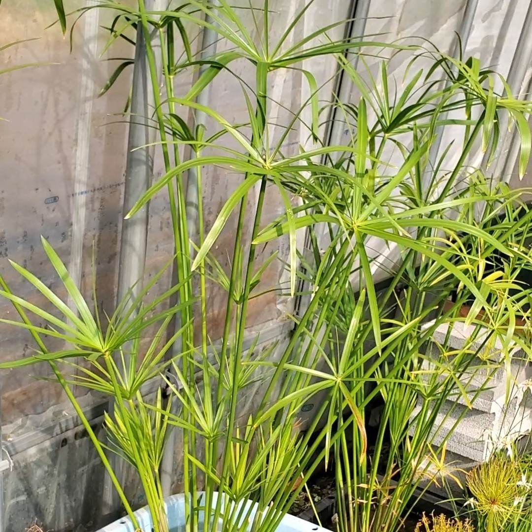 青い森めだか】水生植物・水草「シュロガヤツリ」 | energysource.com.br