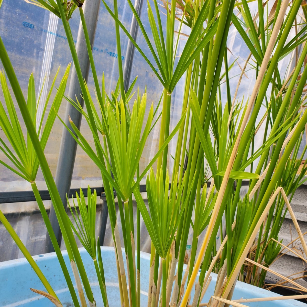青い森めだか】水生植物・水草「シュロガヤツリ」 | clinicaversalles