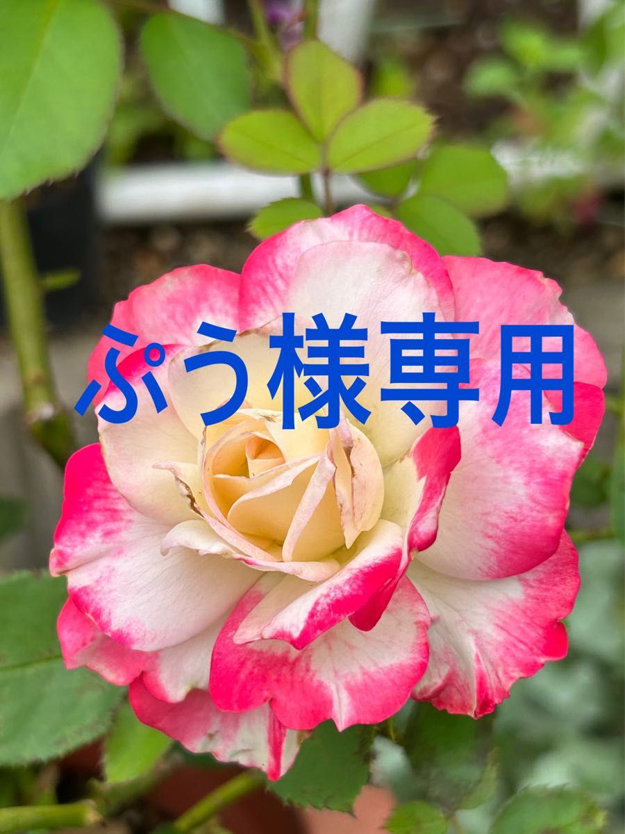 ぷう様 専用|PayPayフリマ