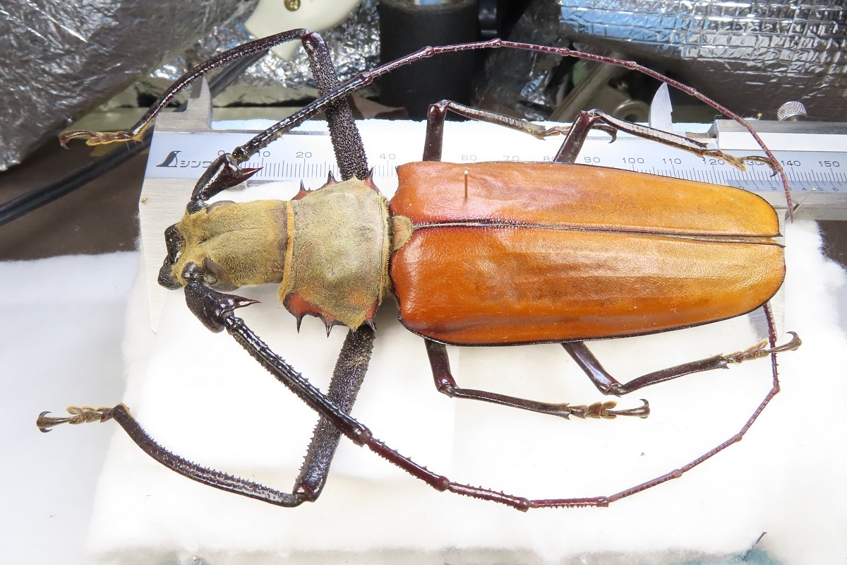 虫研】巨大サイズ☆トゲムネキバカミキリ123.4(125 虫研】巨大サイズ☆トゲムネキバカミキリ123.4(125
