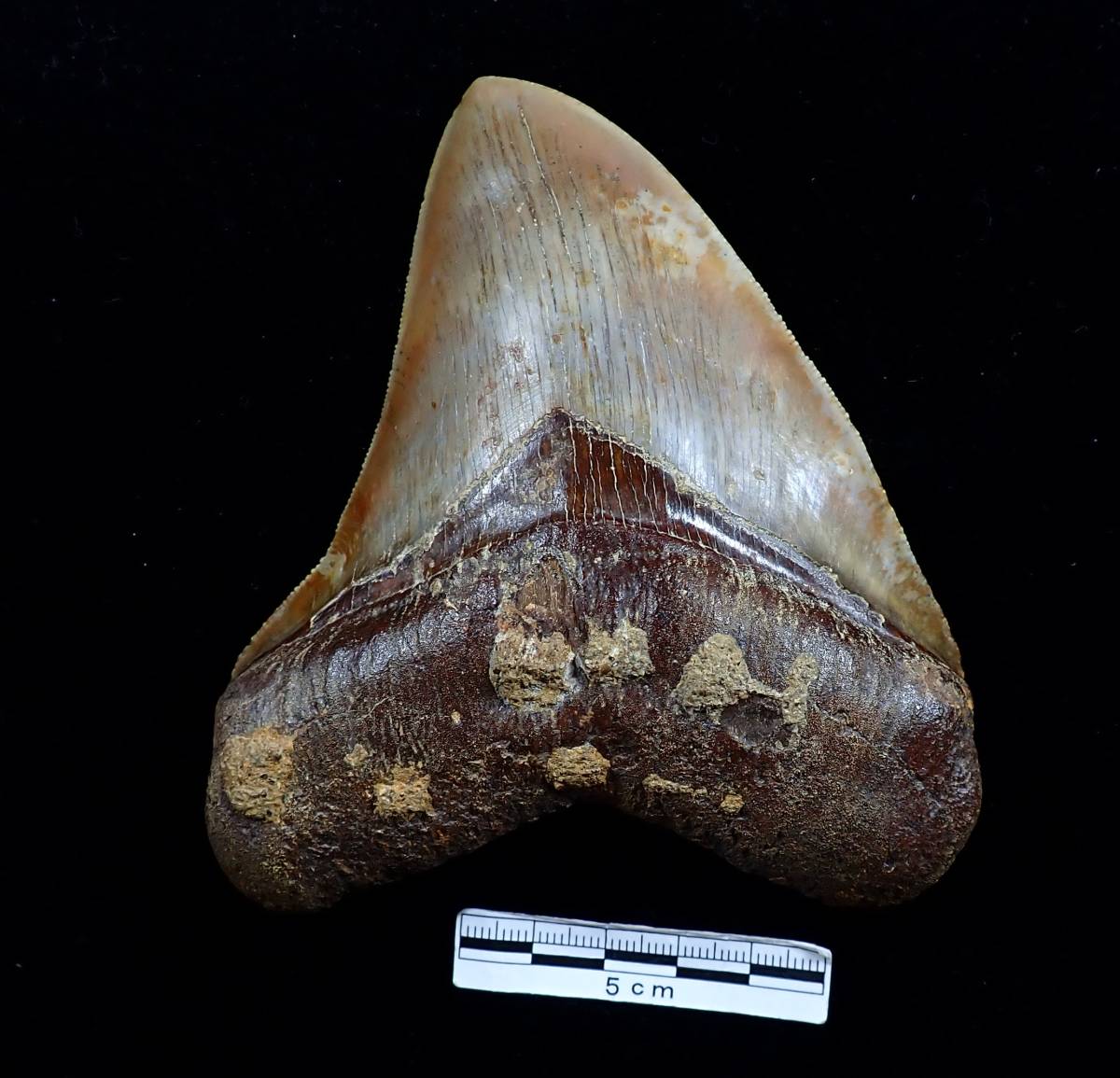 外国の化石＾サメの歯（メガロドン）の化石③＾ chateauduroi.co