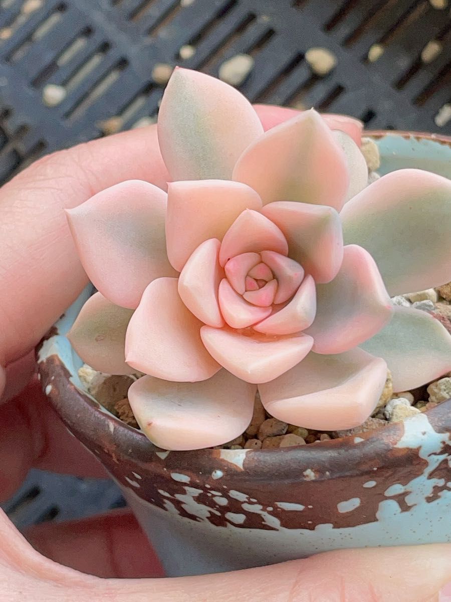 Pretty in Pink錦 多肉植物 エケベリア 美斑入り 親苗 多肉植物 Pretty in Pink錦 多肉植物 エケベリア 美斑入り 親苗 多肉植物