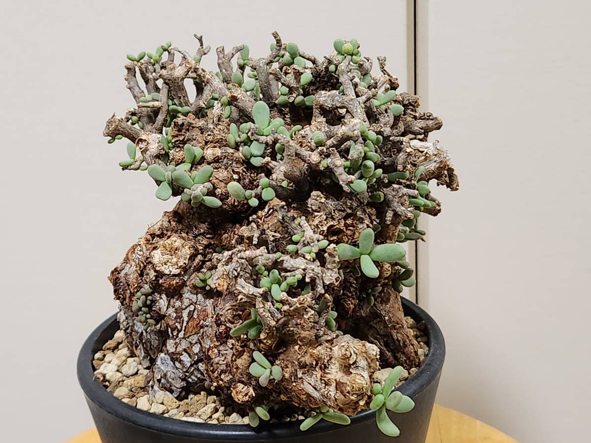 上品 ケラリア ピグマエア 巨大株 発根済 ペラルゴニウム チレコドン