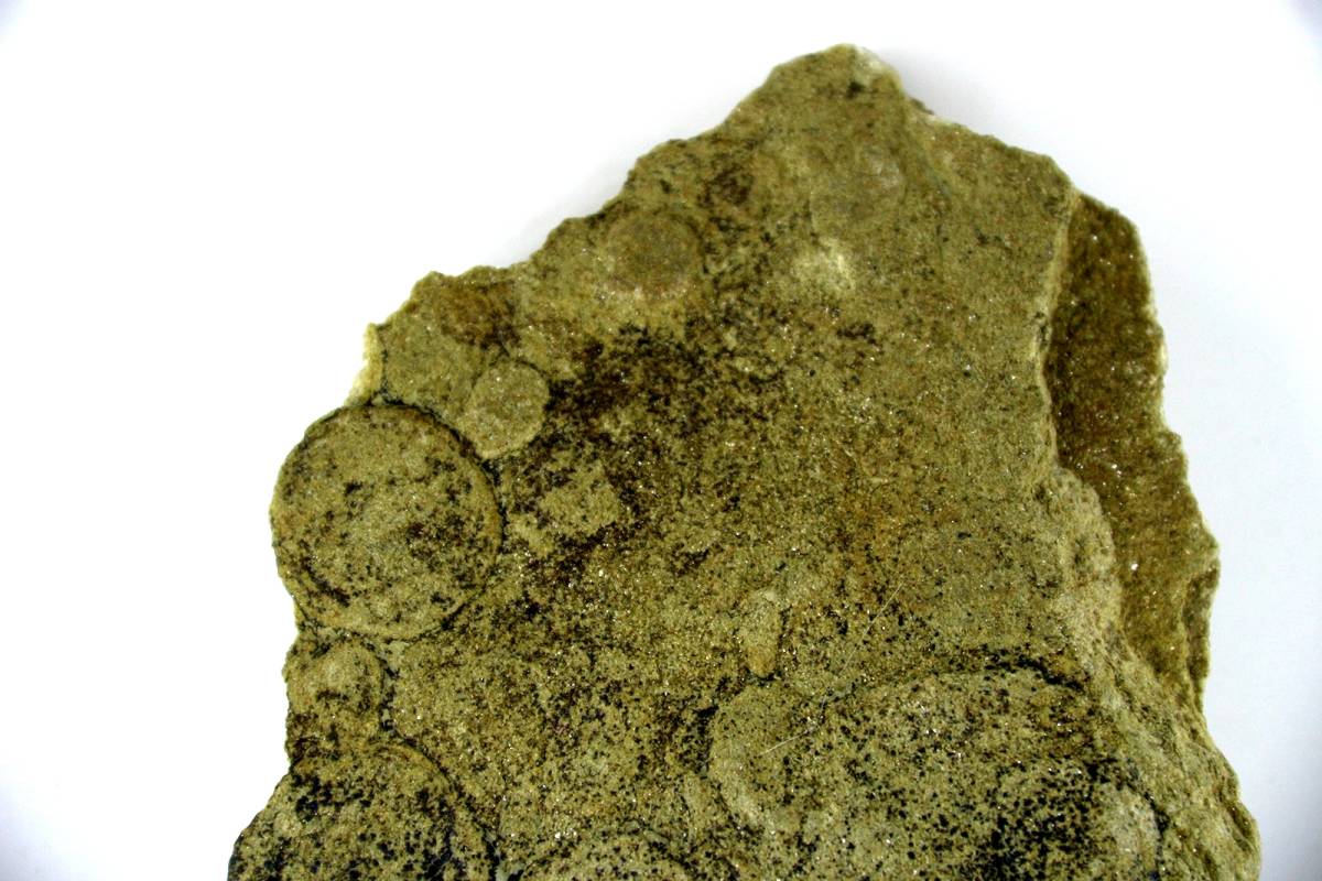 化石 ネミアナ・シンプレックス nemiana エディアカラ期 定形外可_画像3