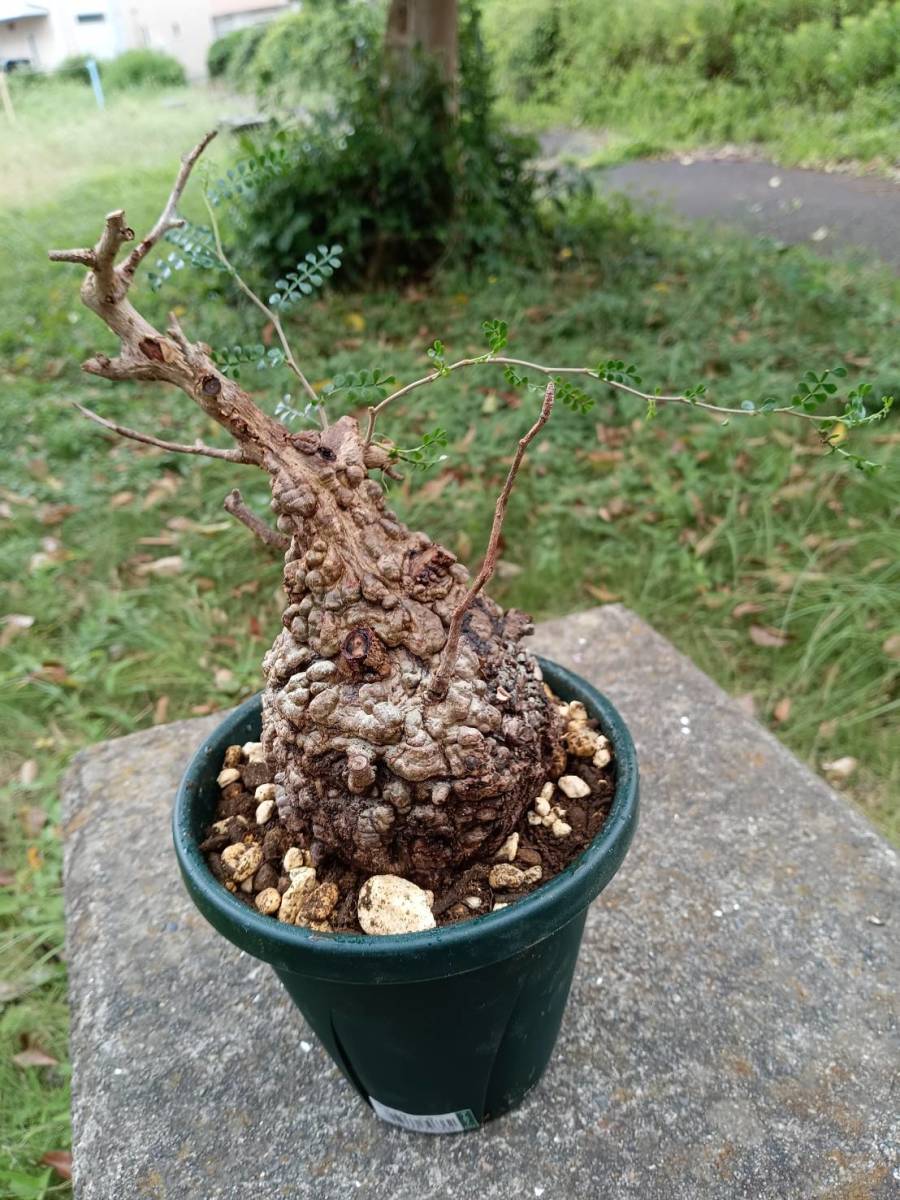 オペルクリカリアパキプス コーデックス 塊根植物 【3