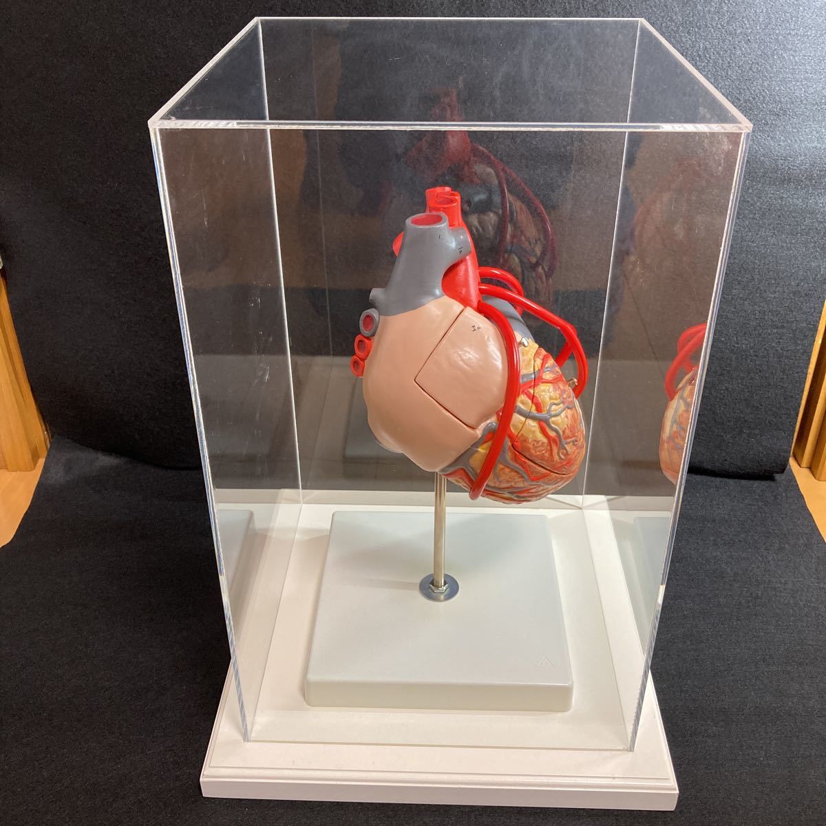 いラインアップ サイエンティフィック スリービー Scientific 3B 人体模型 4分解モデル 2倍大 バイパス付 心臓 循環器 医学一般