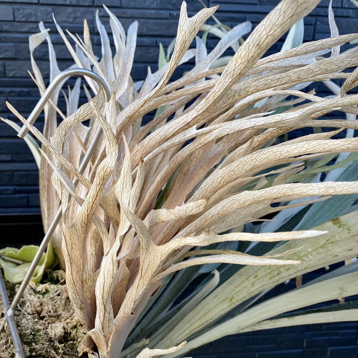 Platycerium veitchii wild Australia / ベイチー ビーチー Platycerium veitchii wild Australia / ベイチー ビーチー