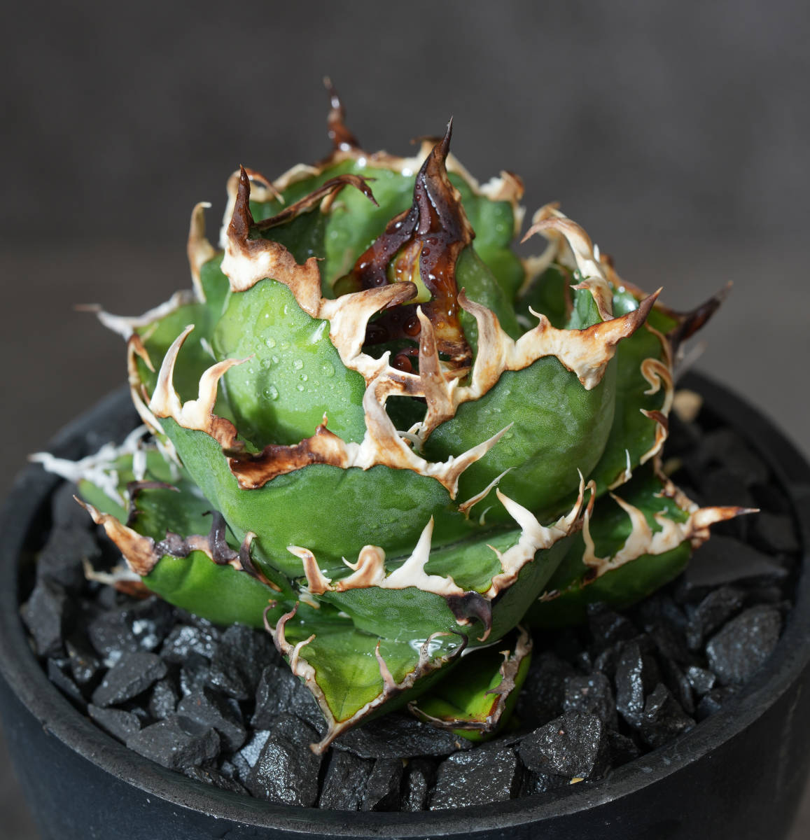 AGAVE TITANOTA OSP産シーザー 小株】極上アガベOSP産シーザー小株 検