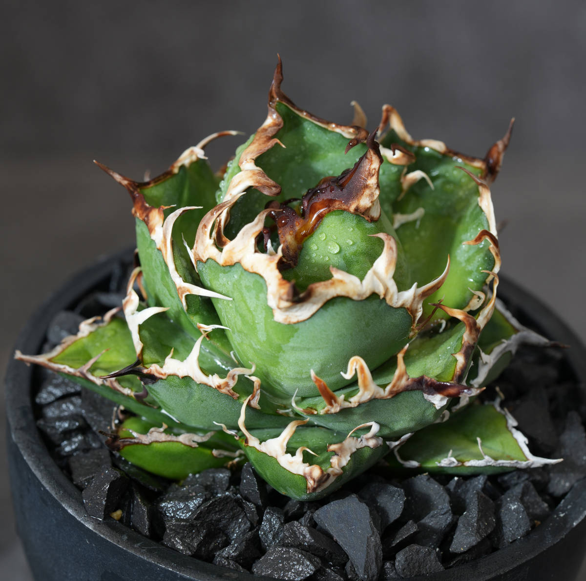 AGAVE TITANOTA OSP産シーザー 小株】極上アガベOSP産シーザー小株 検