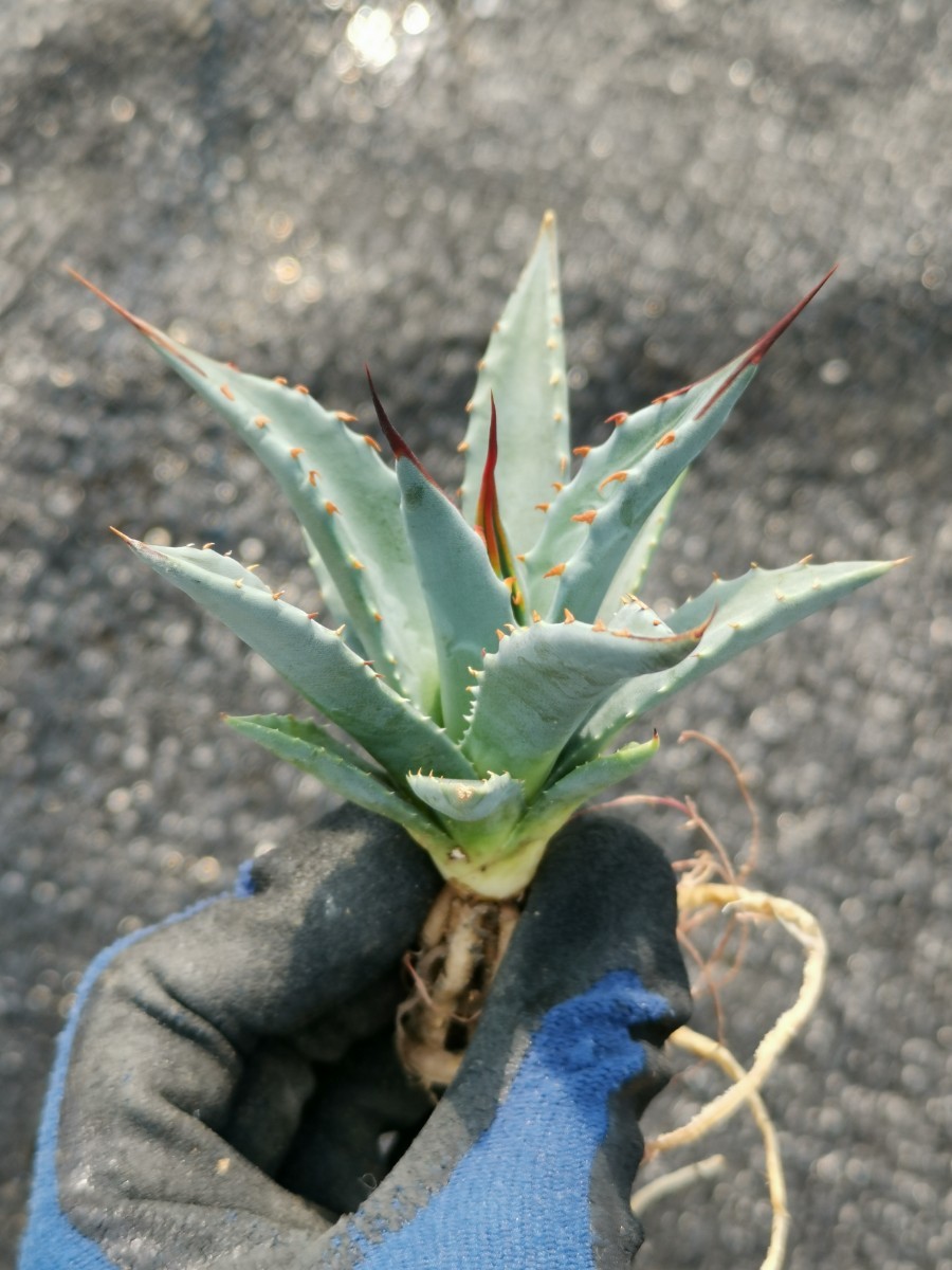 アガベ ユタエンシス カイバベンシス 抜き苗発送 実生 Agave utahensis