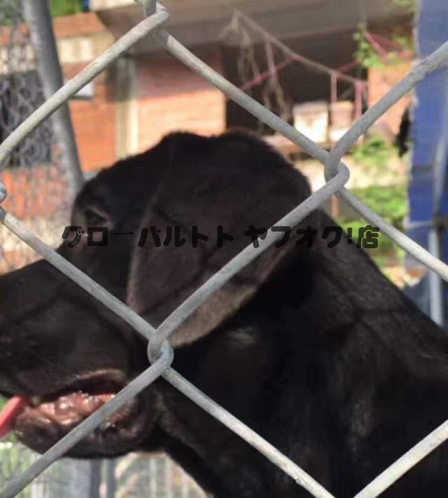 高品質! 犬のかご ペットフェンス針金犬籠大型犬室外ポンポン穴開け 高品質! 犬のかご ペットフェンス針金犬籠大型犬室外ポンポン穴開け