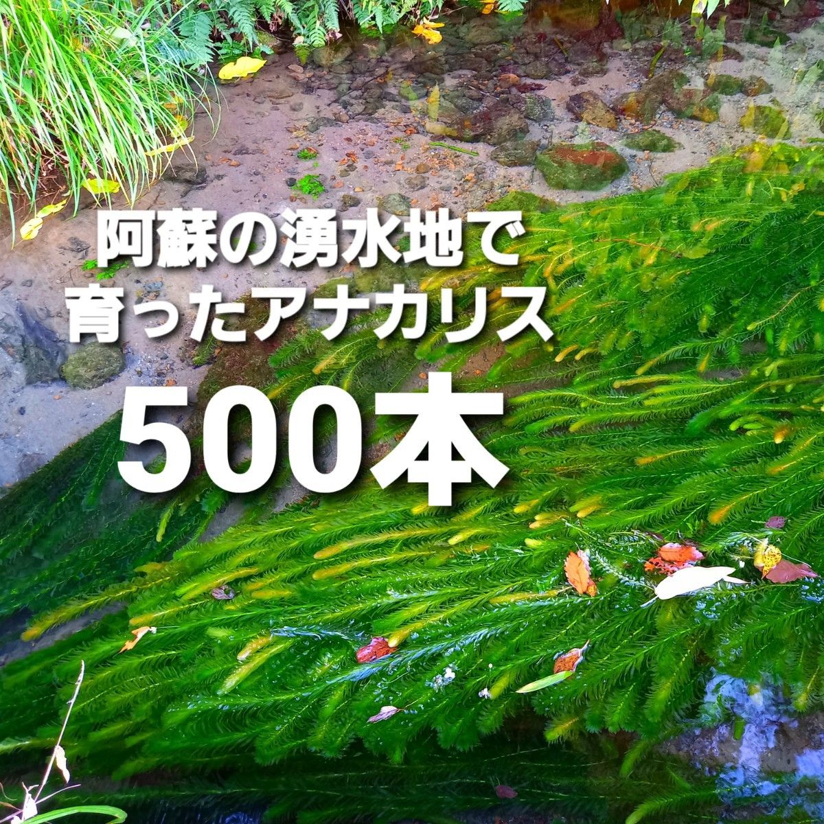 500本以上 阿蘇の湧水で育った水草 天然アナカリス