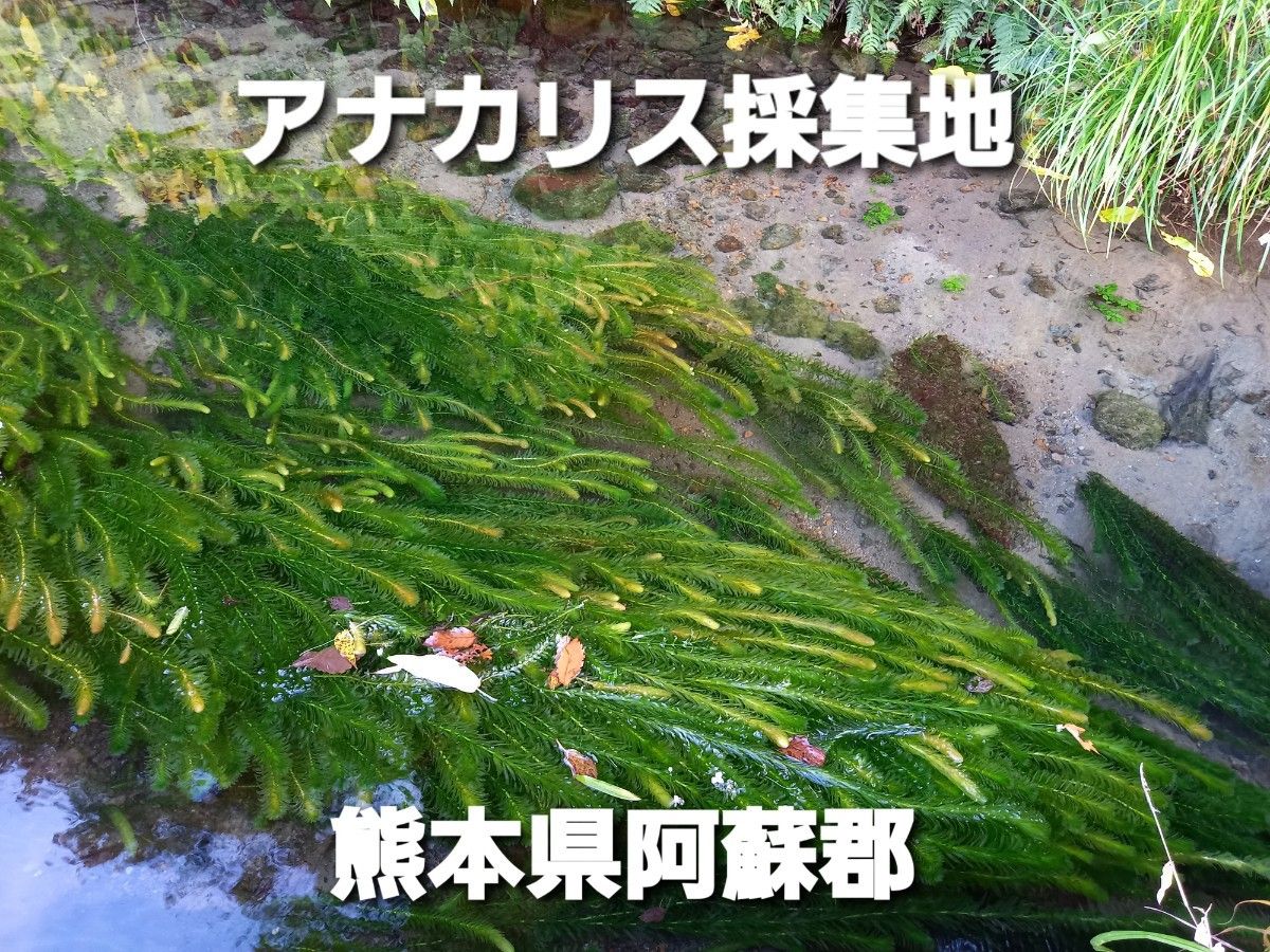 500本以上 阿蘇の湧水で育った水草 天然アナカリス