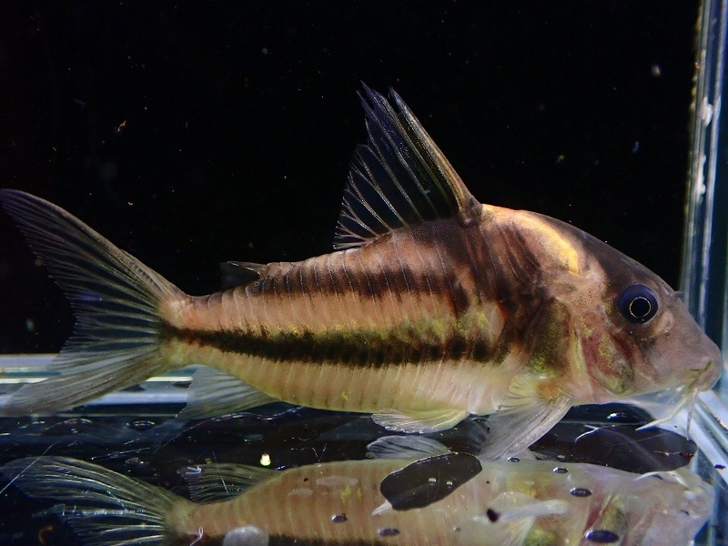 【淡水魚】特価 No3 コリドラス ビファシアータス タパジョス産 ワイルド【個体販売】(±7cm)(コリドラス)