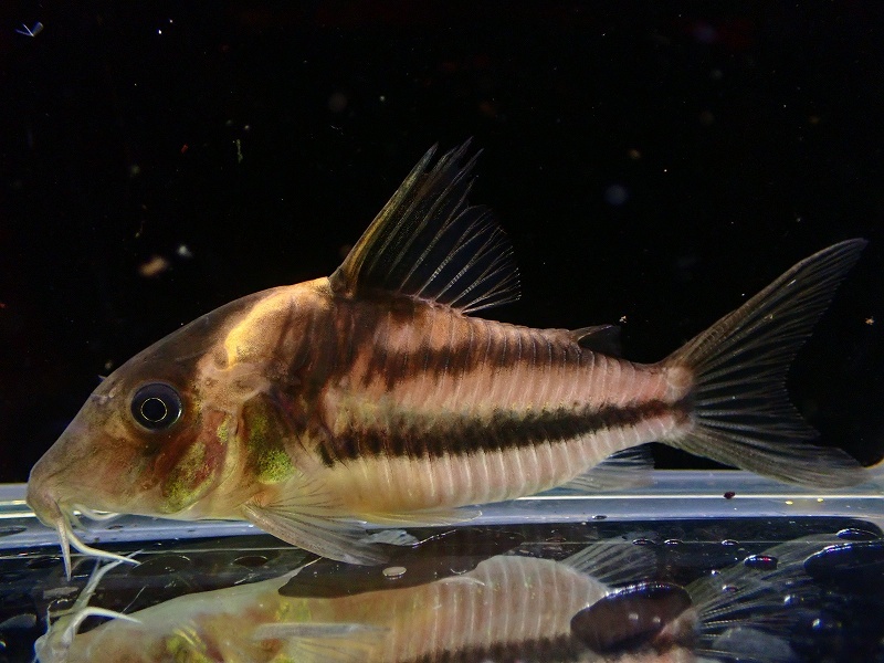 【淡水魚】特価 No3 コリドラス ビファシアータス タパジョス産 ワイルド【個体販売】(±7cm)(コリドラス) 【淡水魚】特価 No3 コリドラス ビファシアータス タパジョス産 ワイルド【個体販売】(±7cm)(コリドラス)
