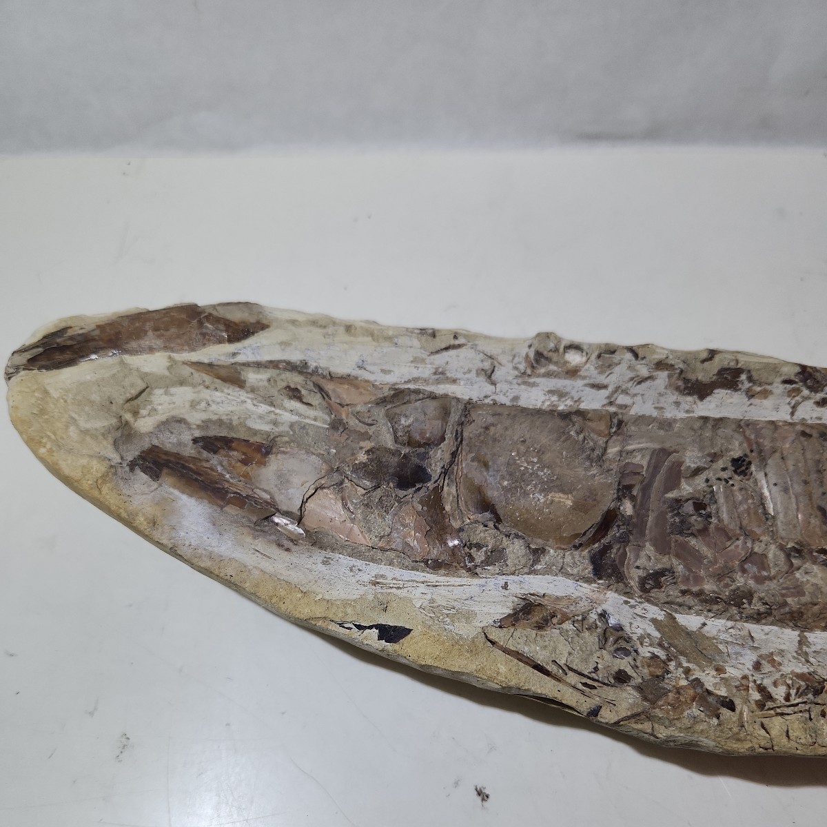魚 化石 長さ約18cm 詳細不明 自然 アンティーク コレクション(化石