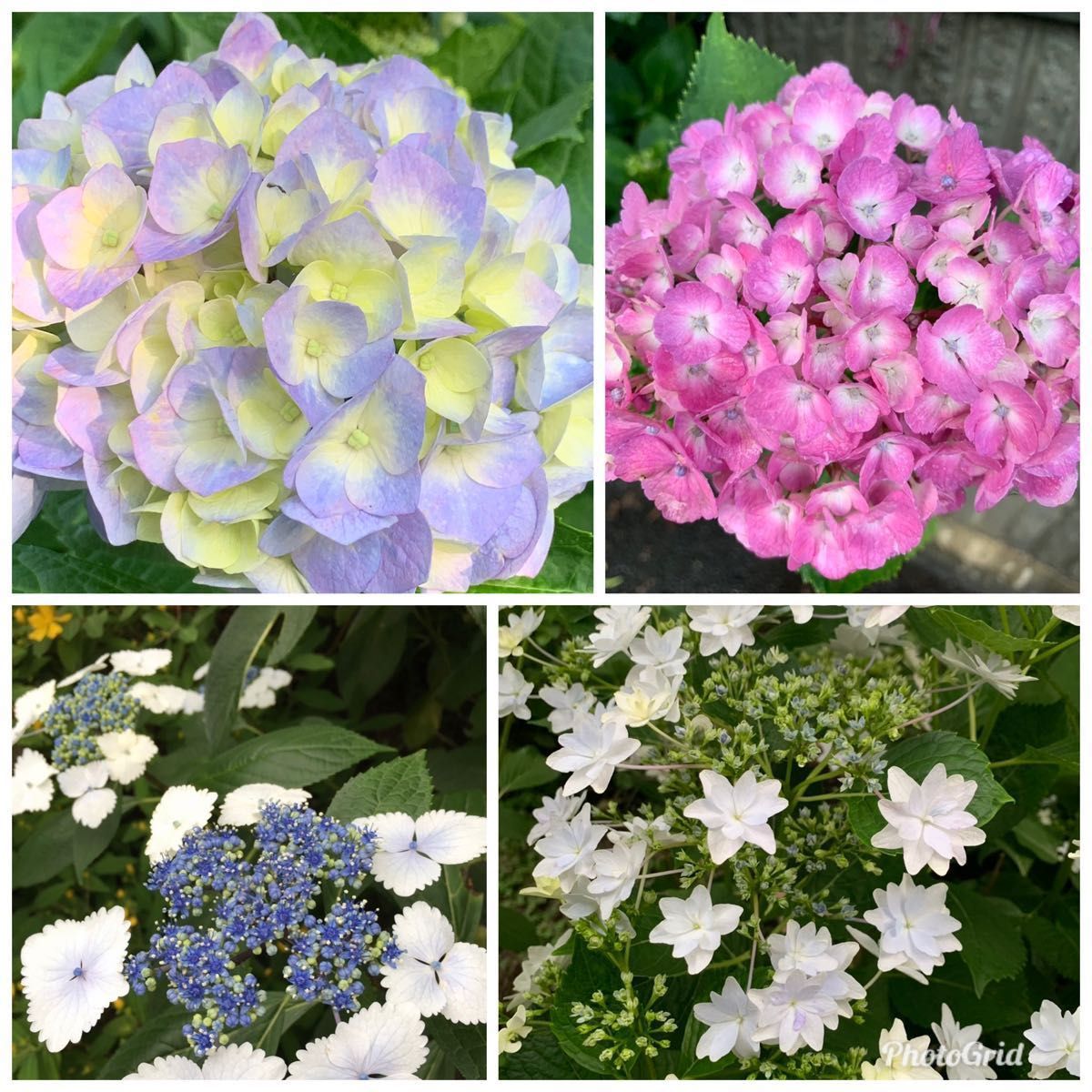 紫陽花ミックス挿し穂とアンジェリカ|Yahoo!フリマ(旧PayPay 紫陽花ミックス挿し穂とアンジェリカ|Yahoo!フリマ(旧PayPay