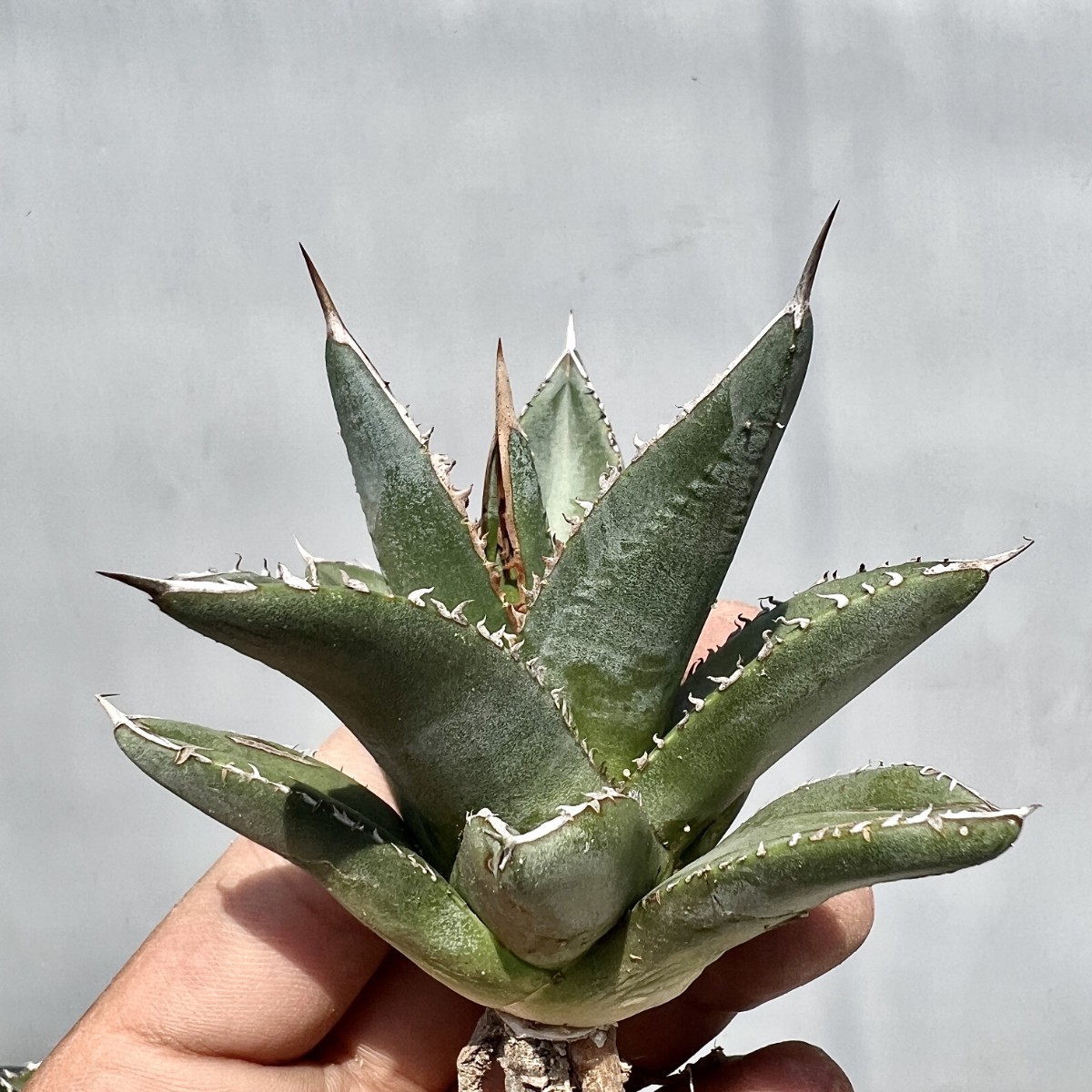 アガベ 多肉植物 チタノタ 黒鯨 極上棘厳選小株|花、園芸 アガベ 多肉植物 チタノタ 黒鯨 極上棘厳選小株|花、園芸