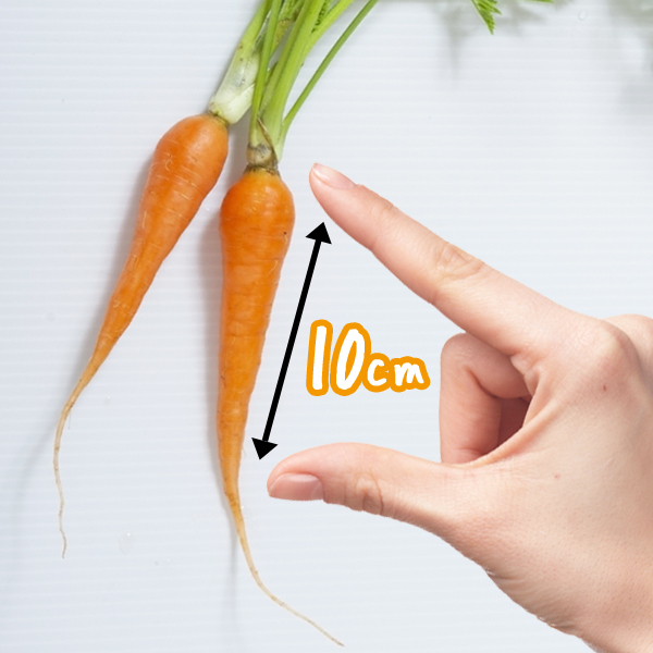 【ミニ野菜】プランターキャロットの種50粒～長さ10cmの育てやすい品種～_画像2