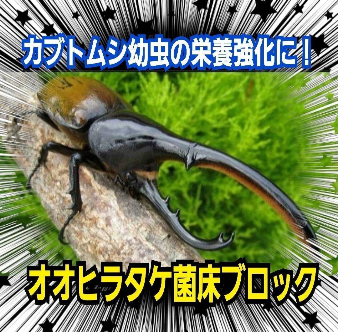 割れてるから安い！オオヒラタケ菌床ブロック　カブトムシ幼虫の栄養強化に！マットに埋め込むだけ！　クワガタ幼虫の餌、産卵床にもOK！_画像9