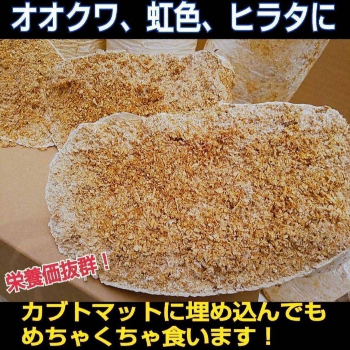 割れてるから安い！オオヒラタケ菌床ブロック　カブトムシ幼虫の栄養強化に！マットに埋め込むだけ！　クワガタ幼虫の餌、産卵床にもOK！_画像3