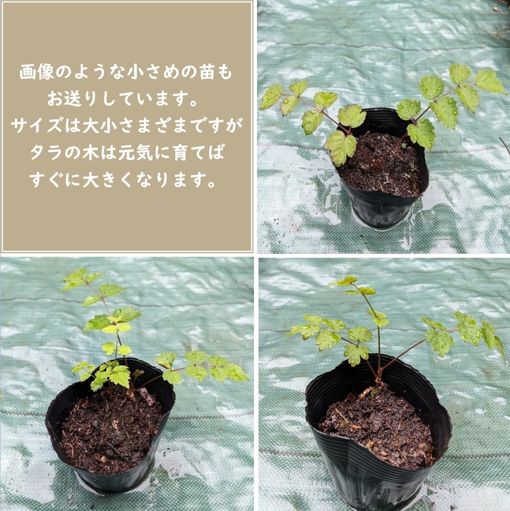 送料無料◇タラノキの苗木 小サイズ2苗セット トゲあり天然物 タラの芽