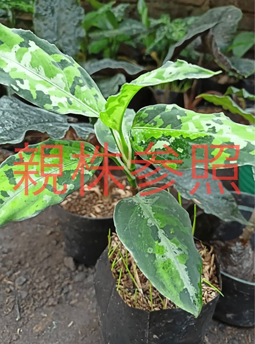 アグラオネマ ピクタム トリカラー 発芽発根済 種子 1粒|Yahoo アグラオネマ ピクタム トリカラー 発芽発根済 種子 1粒|Yahoo