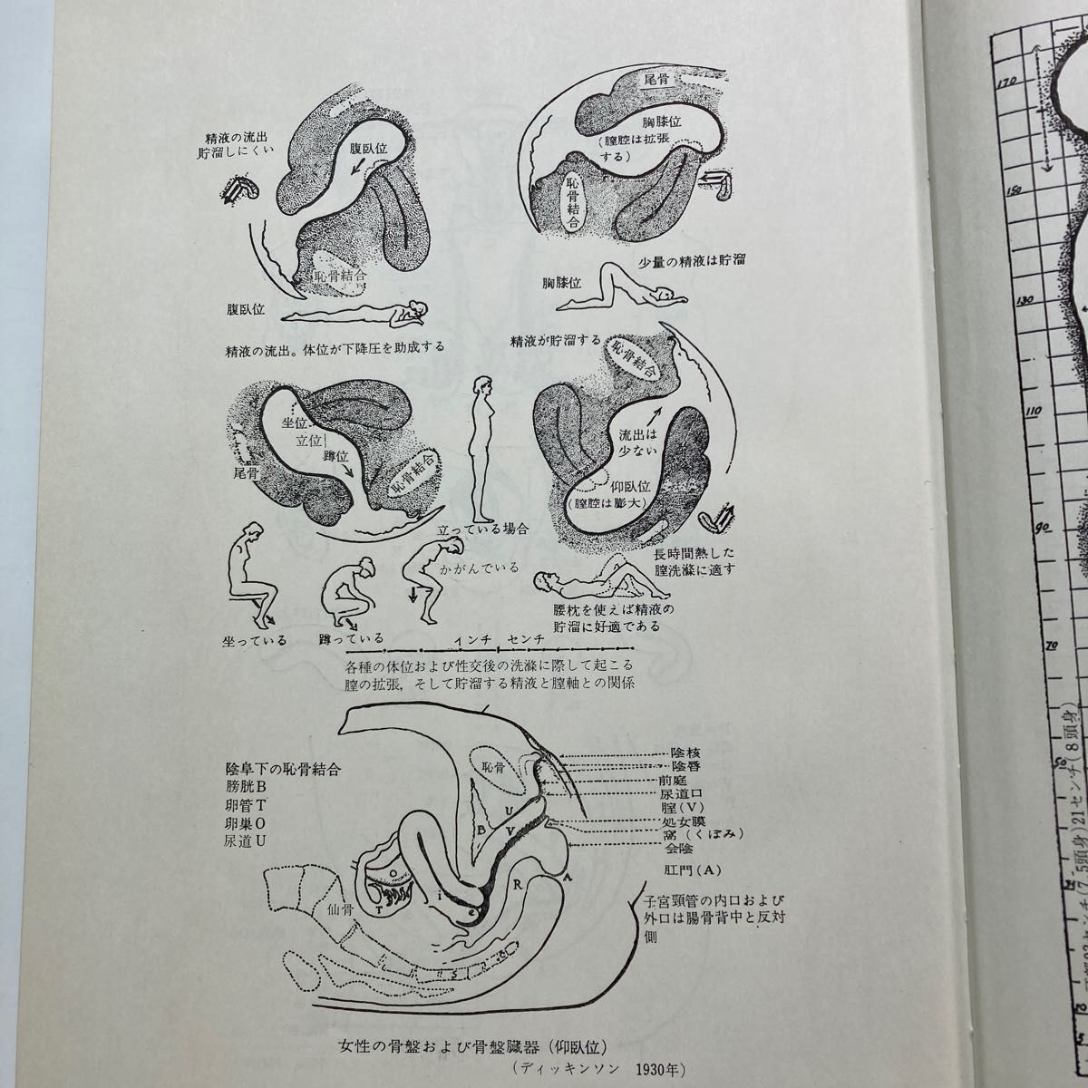 完訳・人体性解剖学図説