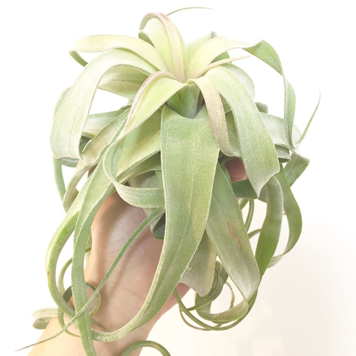  beautiful stock Special A stock Tillandsia Streptophylla Long leaf formchi Ran jia air plant air plant botanikaru