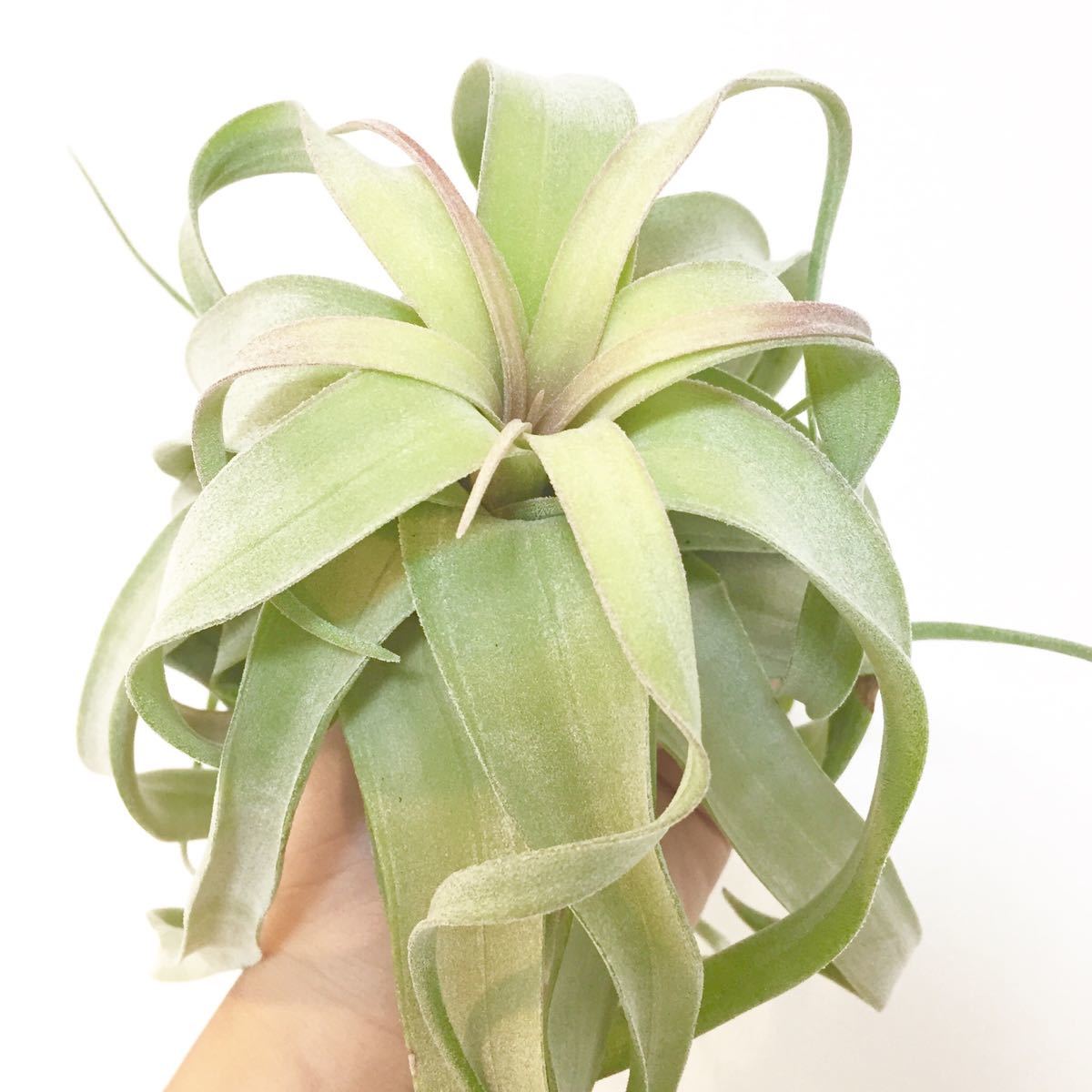  beautiful stock Special A stock Tillandsia Streptophylla Long leaf formchi Ran jia air plant air plant botanikaru