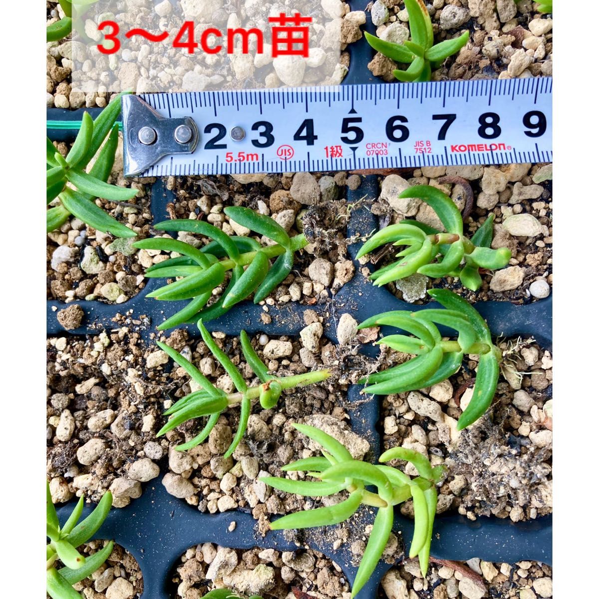 多肉植物　クラッスラ　テトラゴナ　寄植え　5本セット (小なら10本セット)　抜き苗　根付き苗