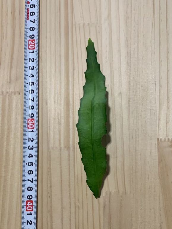 百合孔雀 Disocactus Nelsonii クジャクサボテン 孔雀サボテン リプサリス エピフィラム Epiphyllum 花サボテン JChere雅虎拍卖代购 7月入荷 100粒 クレタナツメヤシ テオフラスティ 種 種子 証明書あり